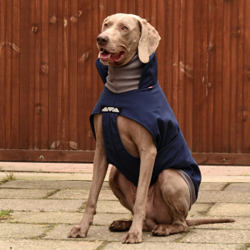 Kurtka softshell dla psa