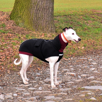 Softshell dla chartów